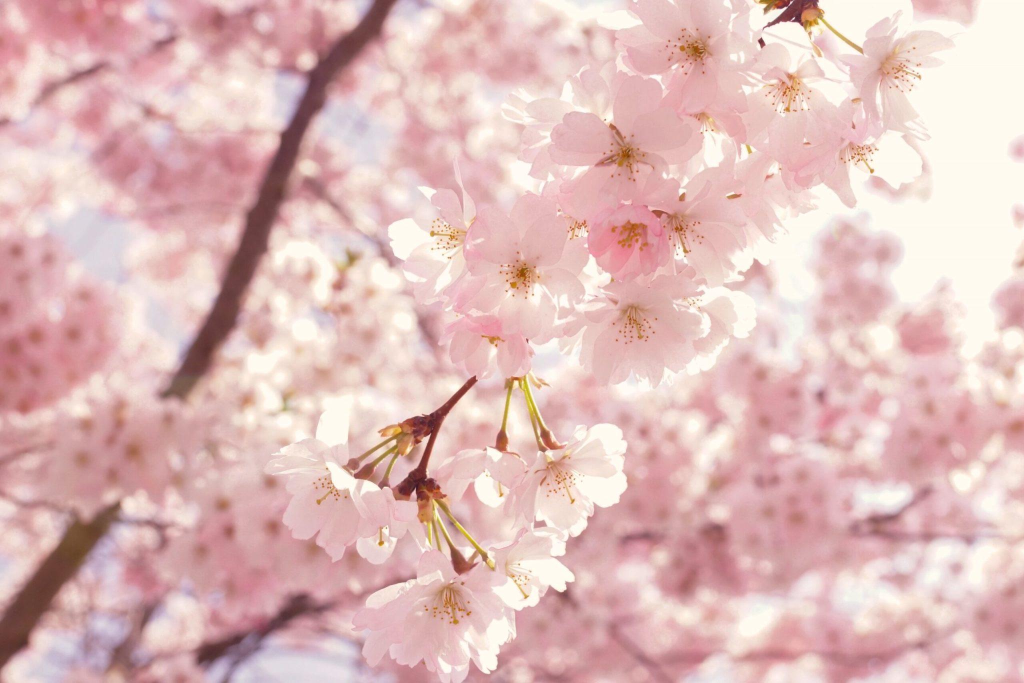 Selective focus photography of pink cherry blossom flowers